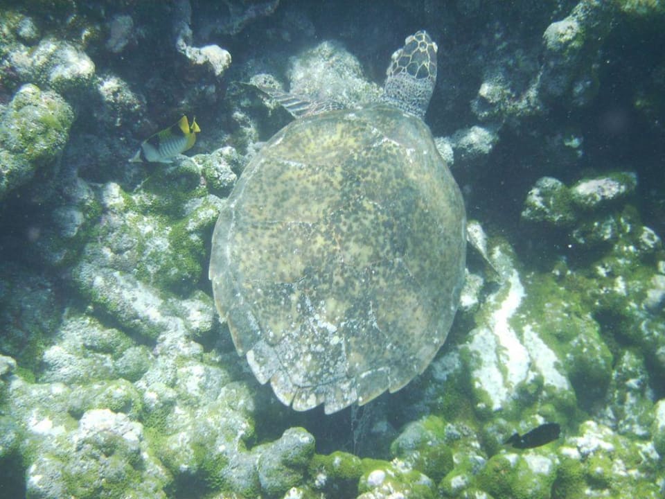 Schildkröte, dreibeinig Summer Island Maldives