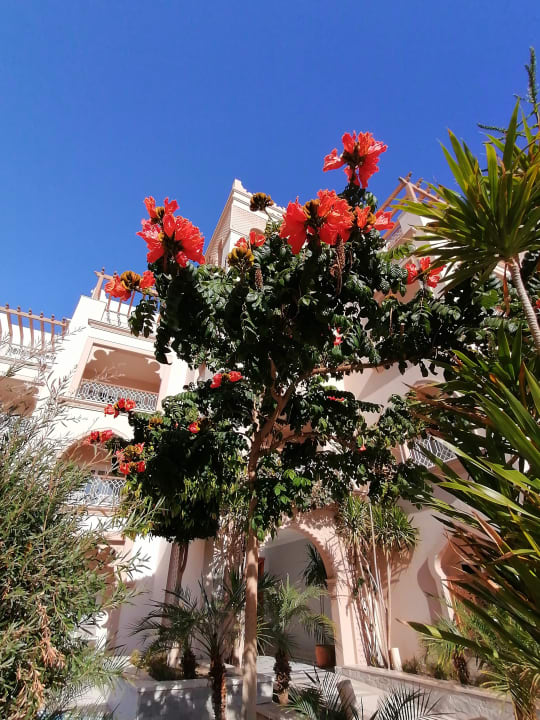 Gartenanlage The Grand Palace - Adults only