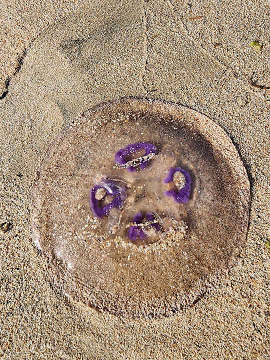 Ausblick SUNRISE Anjum Resort Marsa Alam