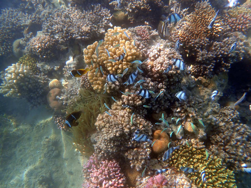 Sport & Freizeit Jaz Makadi Oasis Resort