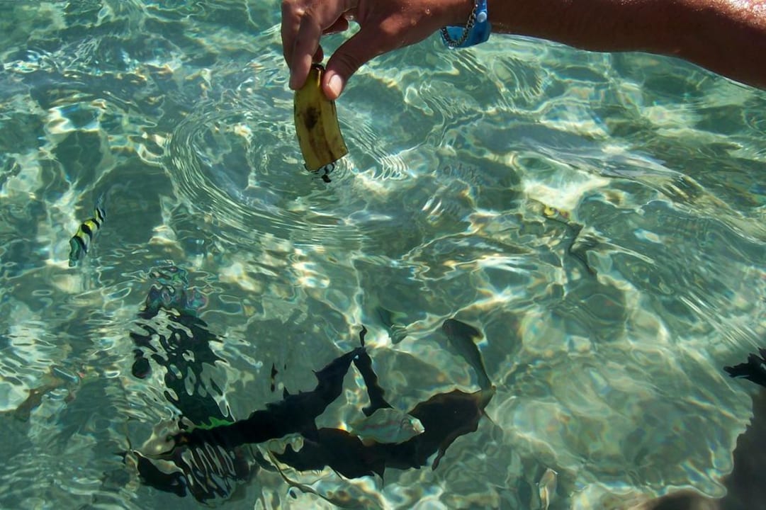 Fische füttern Fort Arabesque Resort, Spa & Villas