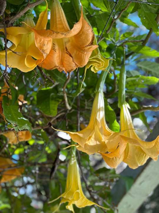 Gartenanlage Saturn Palace Resort Hotel