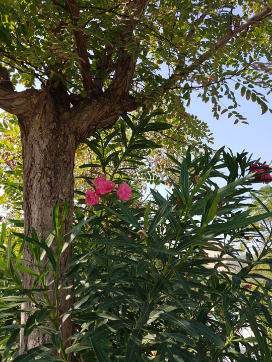 Gartenanlage Club Yali Hotels & Resort