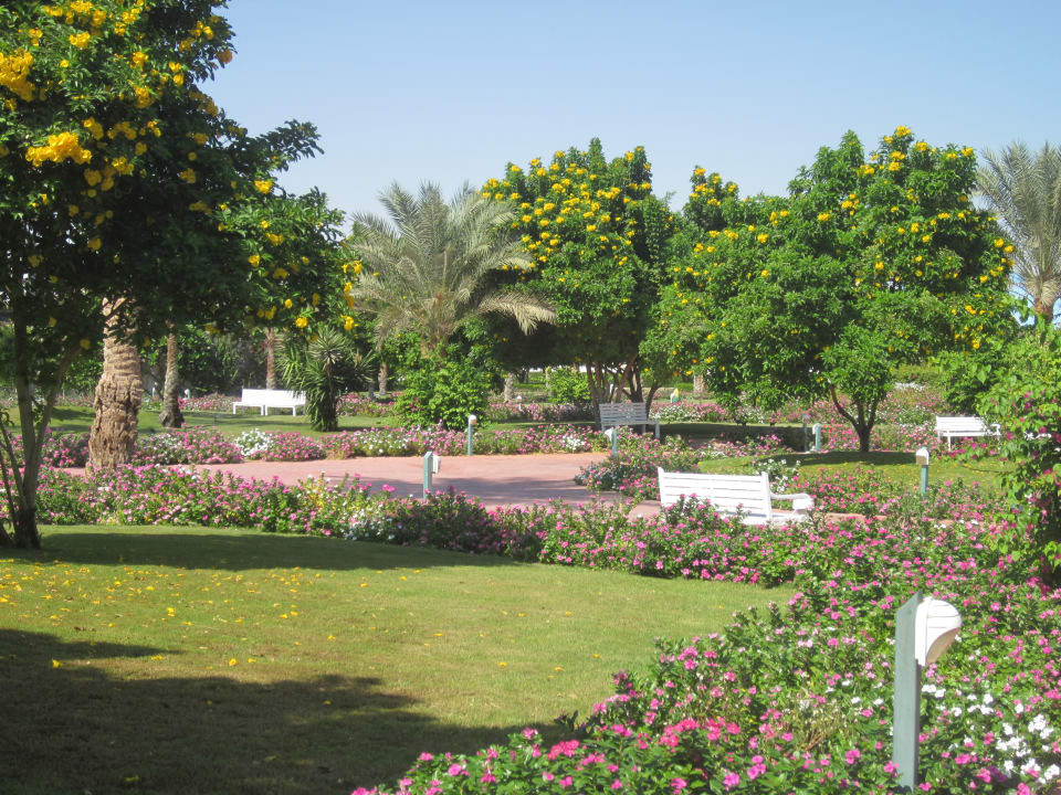 Gartenanlage Desert Rose