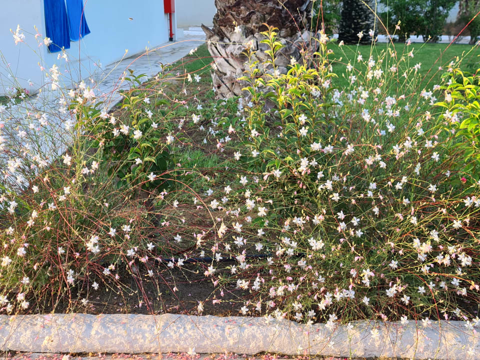 Außenansicht Smy Kos Beach & Splash