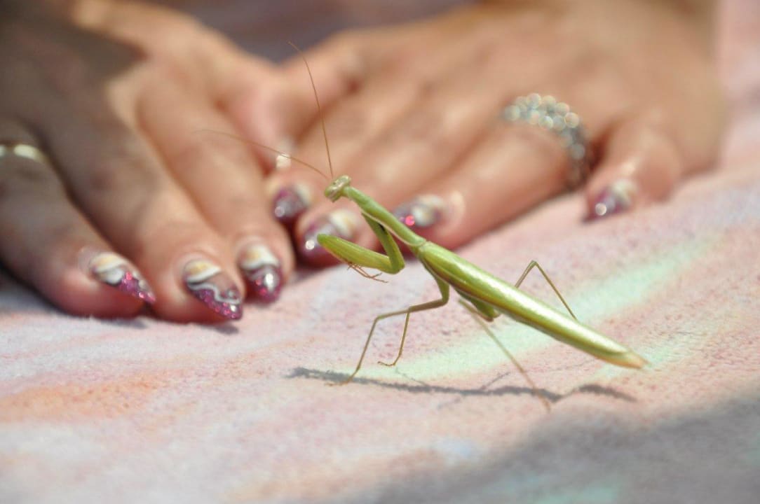 Die Gottesanbeterin am Pool allsun Hotel Carolina Mare