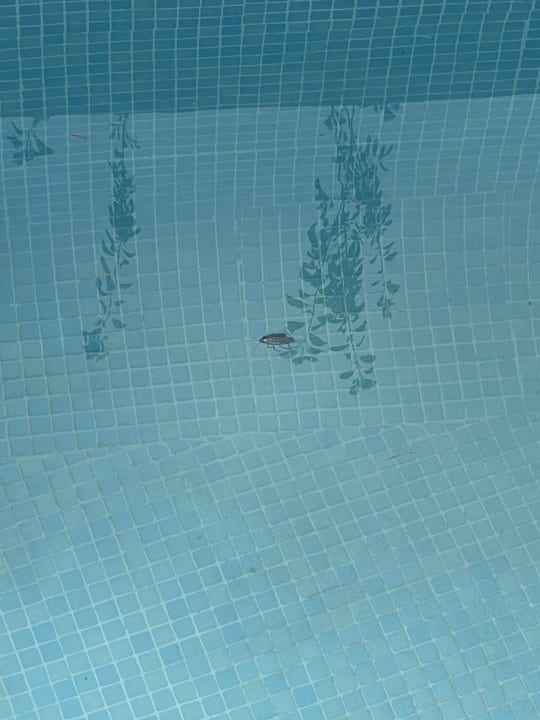 Pool Prinsotel La Dorada