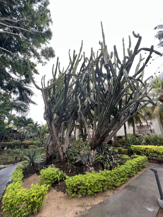 Gartenanlage Lagoon Attitude - Adults only