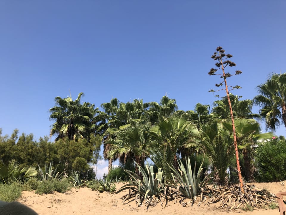 Strand VONRESORT Golden Beach