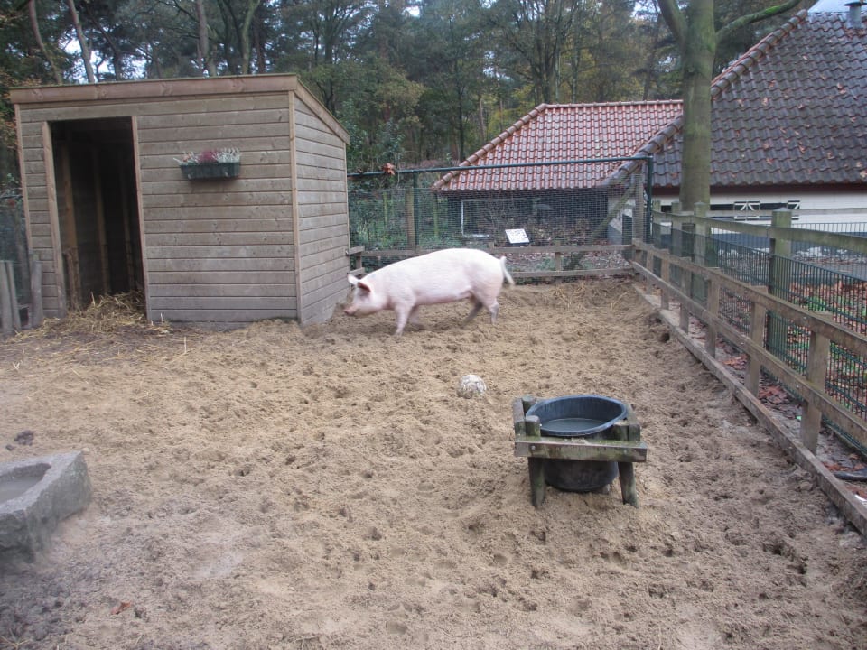 Kidnerbauernhof Ferienpark Landal De Lommerbergen