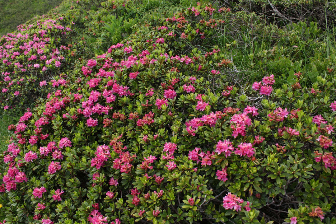 Gartenanlage Landhaus Flaschberger