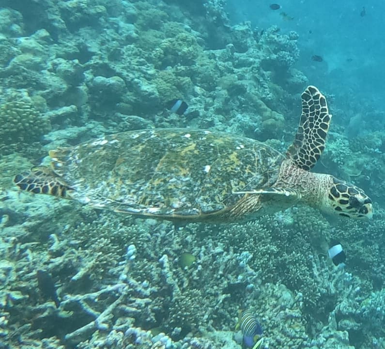 Sport & Freizeit Kuramathi Maldives