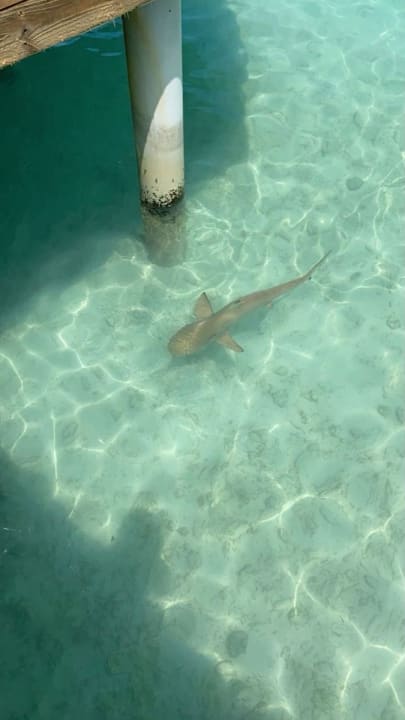 Strand NH Collection Maldives Reethi Resort