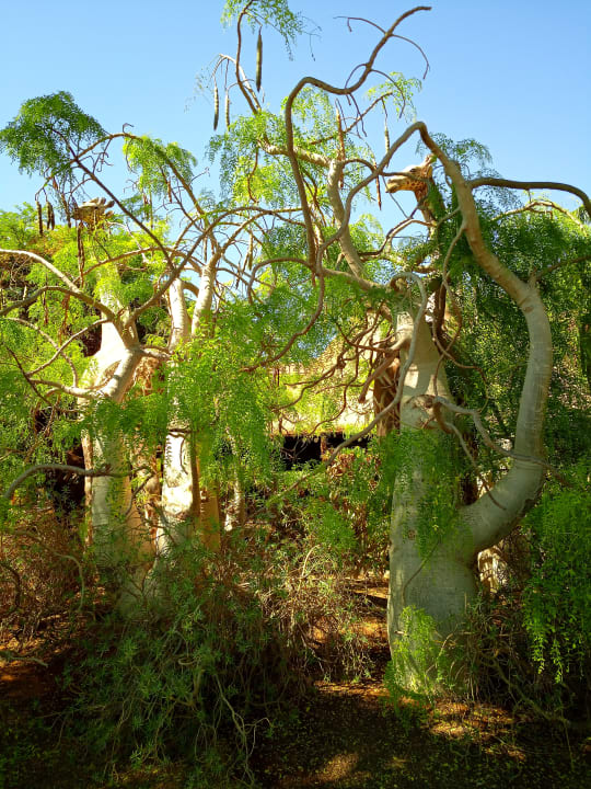 Gartenanlage Lopesan Baobab Resort