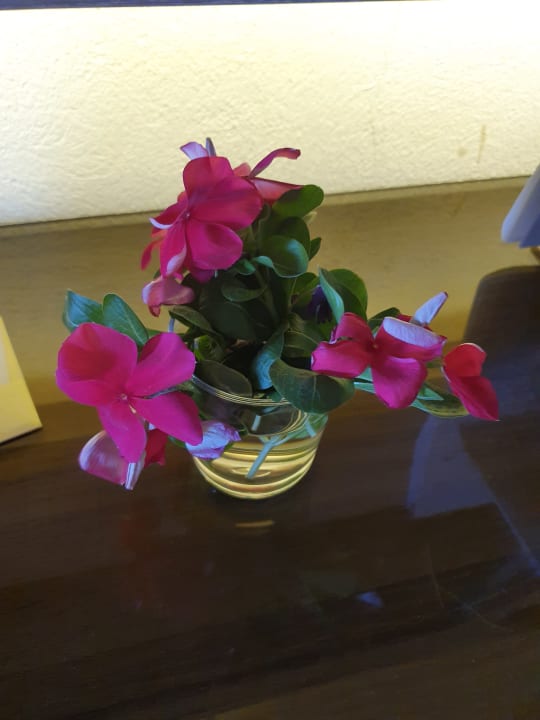 Zimmer Pickalbatros Citadel Resort