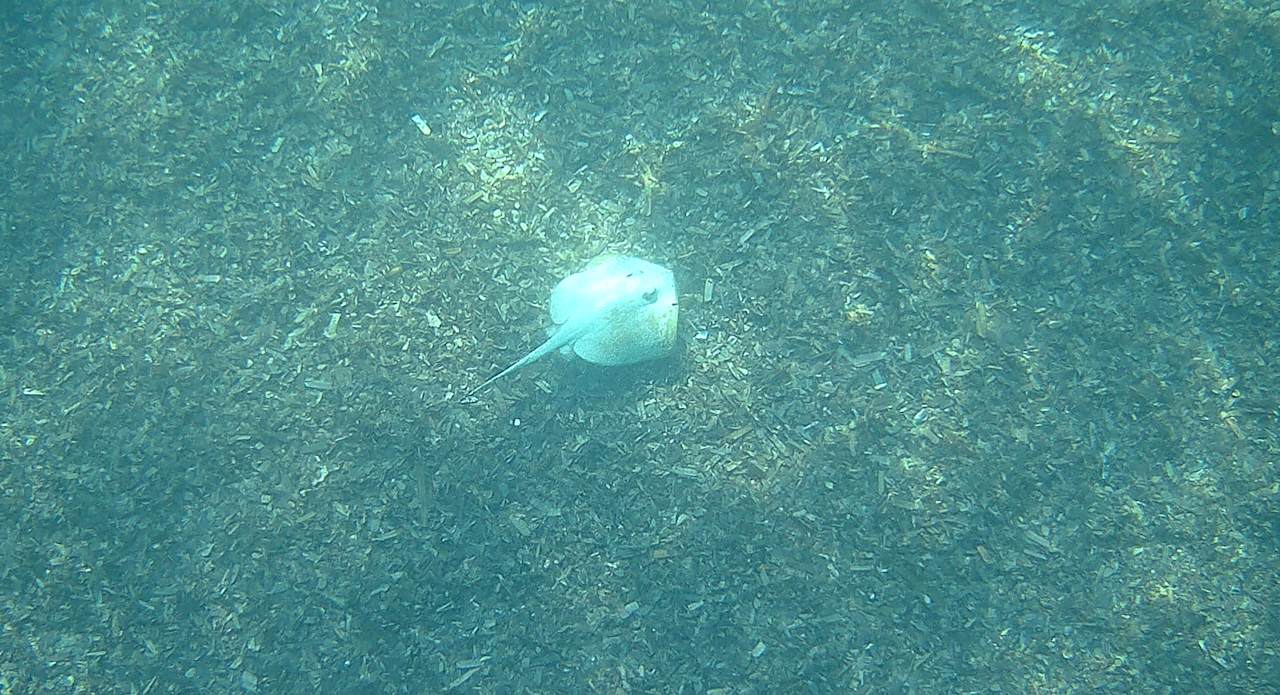 Strand Hipotels Hipocampo Playa