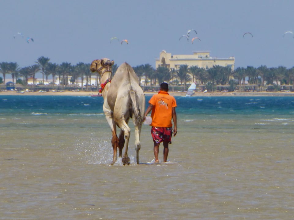 Auch Kamele müssen baden Amwaj Beach Club Abu Soma Resort