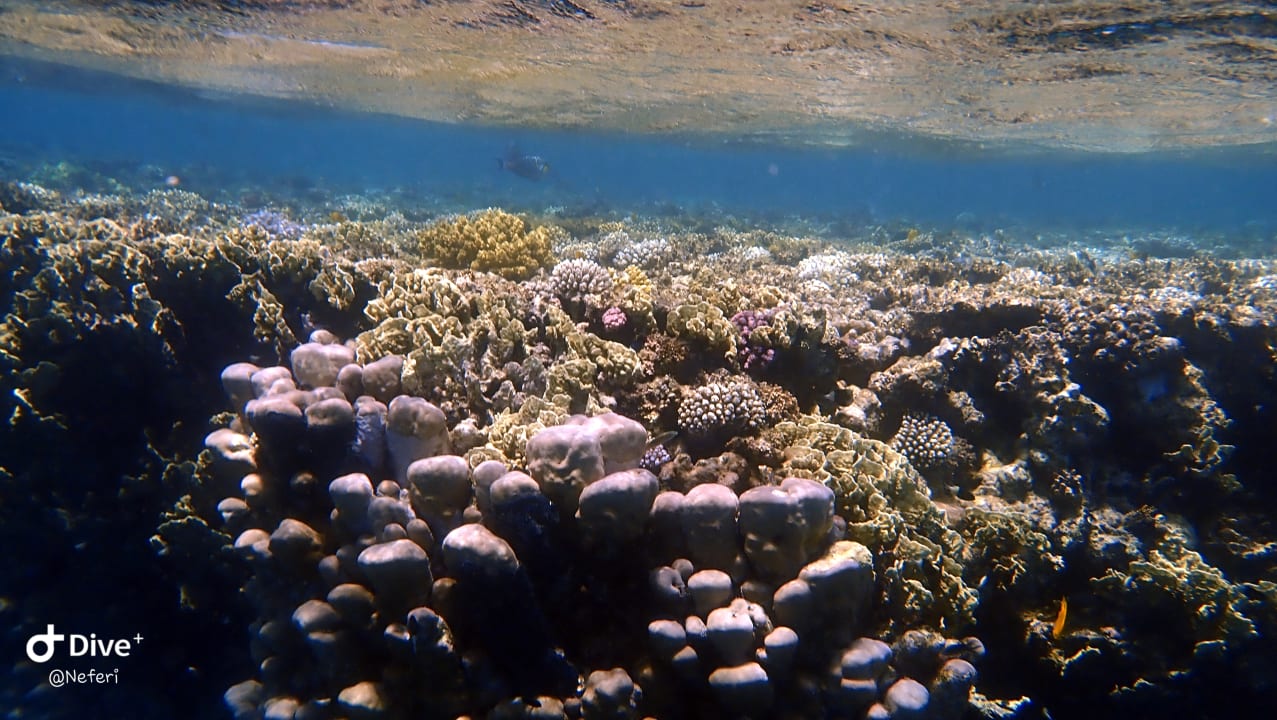 Sport & Freizeit Lahami Bay Beach Resort