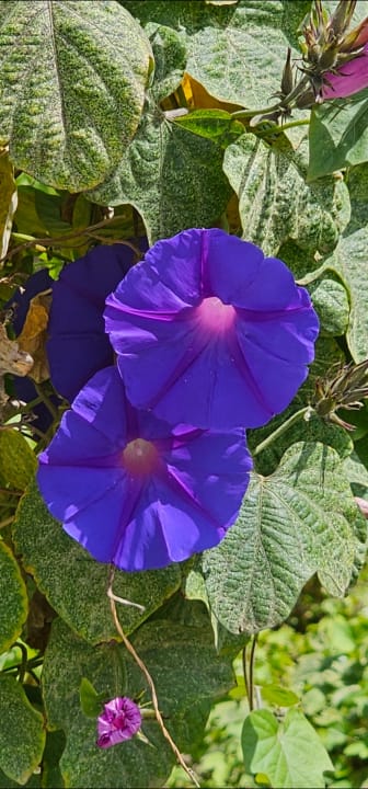 Gartenanlage Hotel Serrano Palace