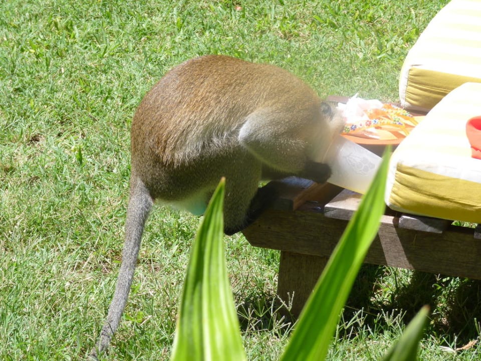 Freche Meerkatze Hotel Papillon Lagoon Reef