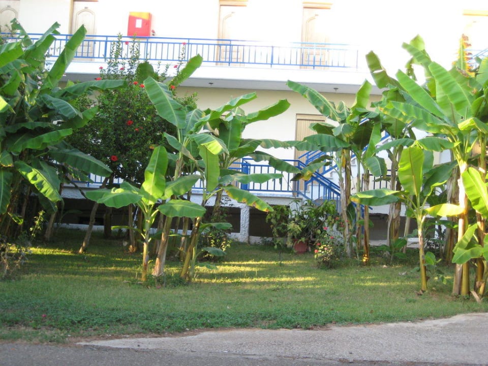 Überall Bananenppflanzen Hotel Lintzi