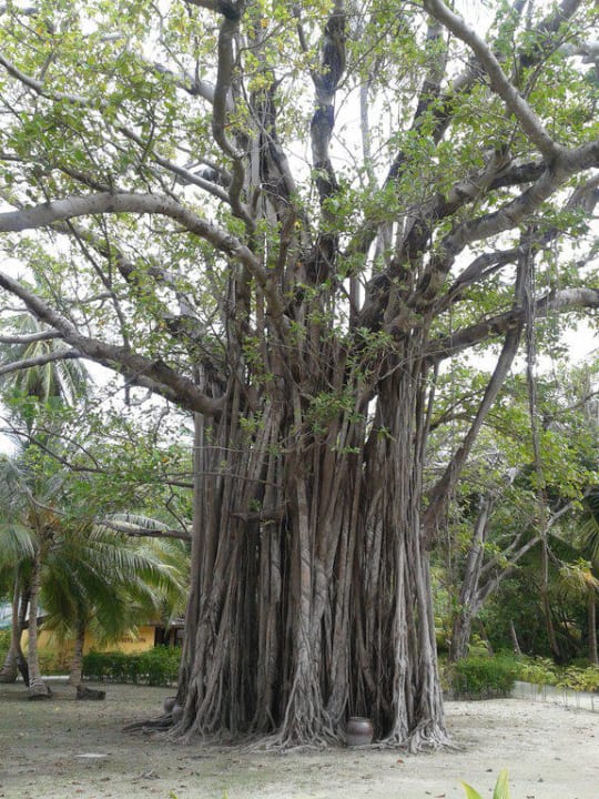 Banyan Tree Meeru Maldives Resort Island