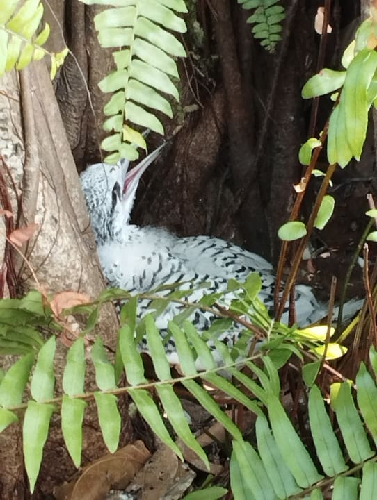 Sonstiges Kuredu Island Resort & Spa