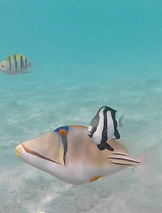 Sonstiges Pickalbatros Villaggio Resort - Portofino