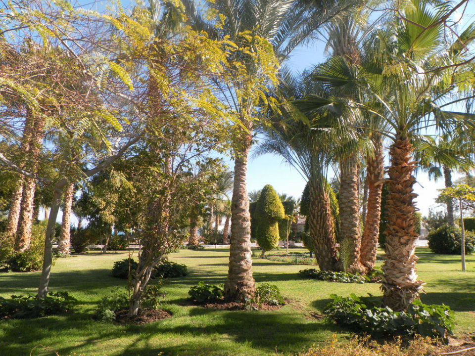 Ein Bilck in den Garten The Grand Hotel Hurghada