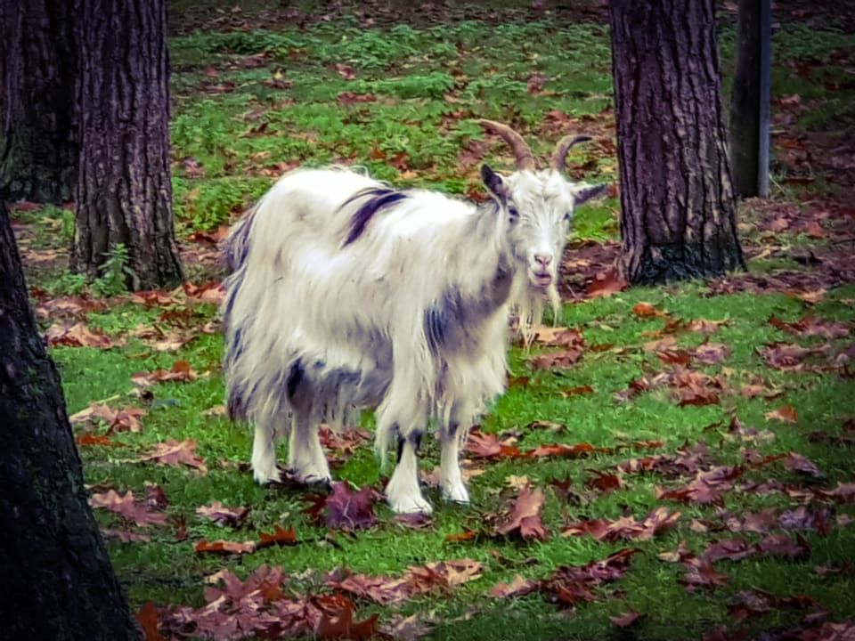 Gartenanlage Center Parcs De Kempervennen
