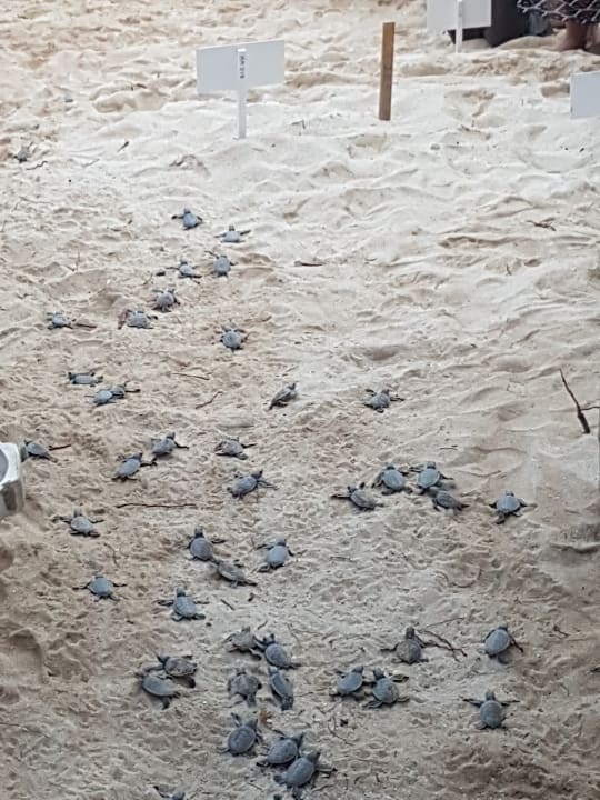 Sonstiges Akumal Bay Beach & Wellness Resort