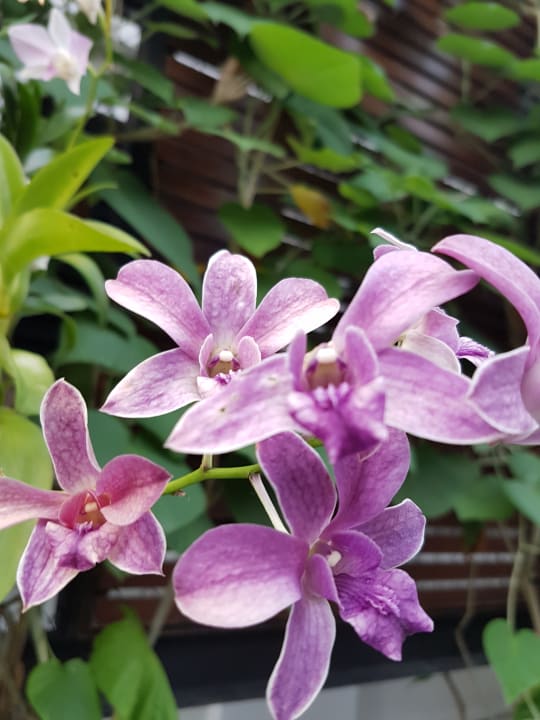 Gartenanlage Pavilion Samui Villas & Resort