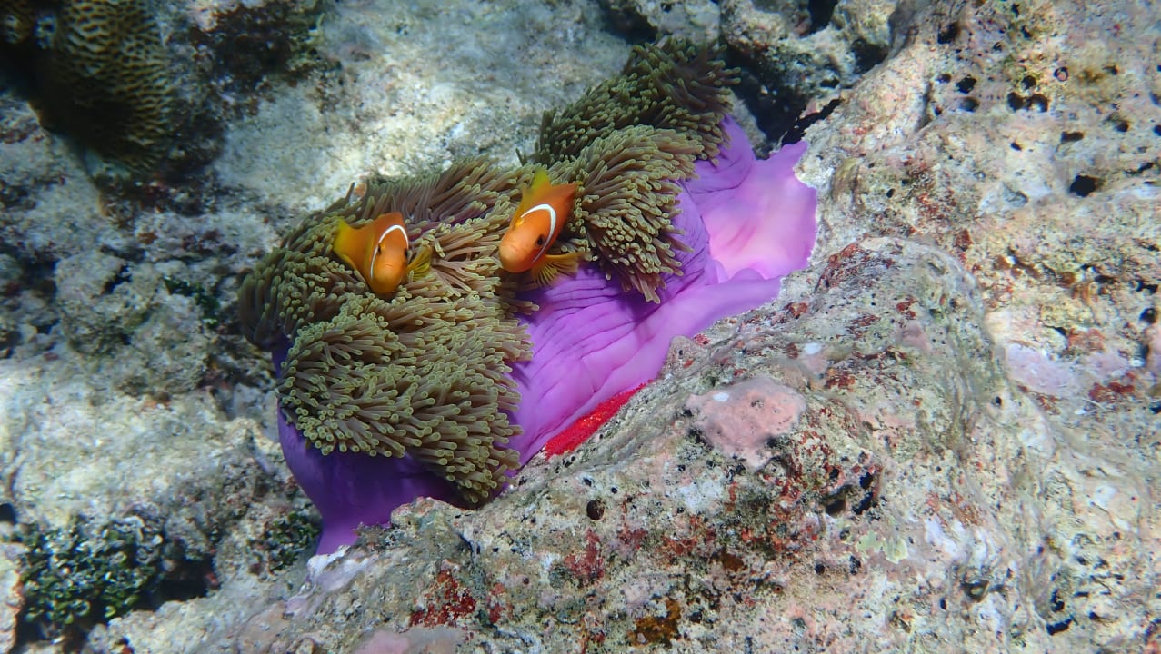 Sport & Freizeit NH Collection Maldives Havodda Resort