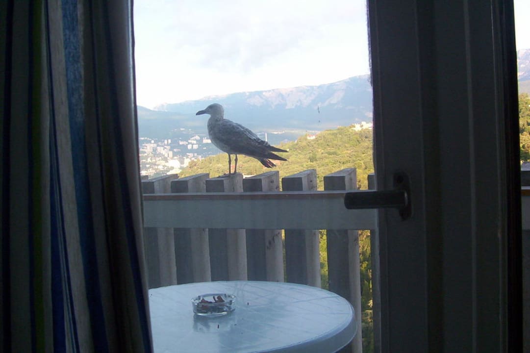 Codzienni goście Yalta Intourist Hotel