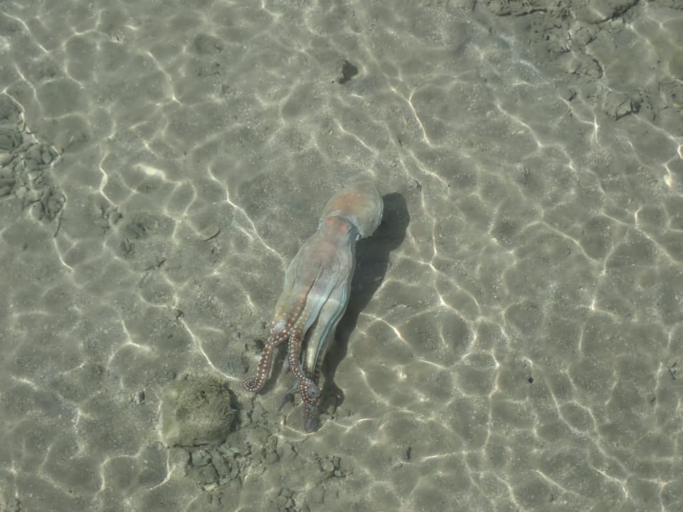 Strand Cleopatra Luxury Resort Makadi Bay