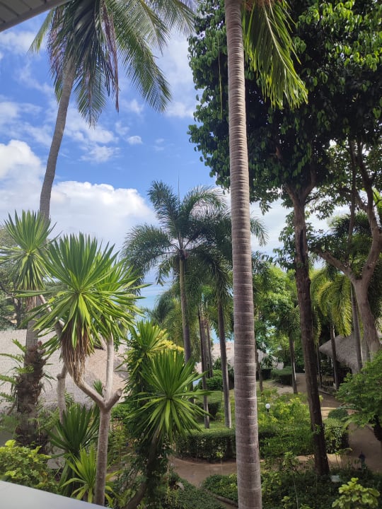 Gartenanlage Coral Cliff Beach Resort
