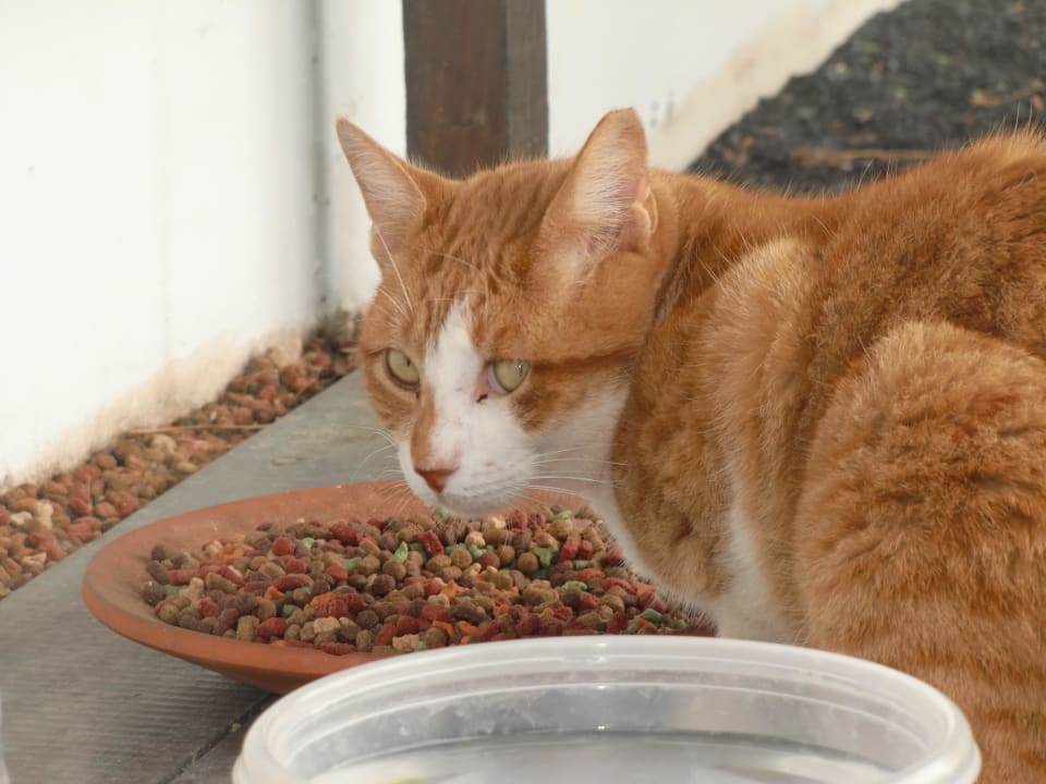 Eingerichtete Katzen-Station für hungrige Streuner Hotel Las Costas