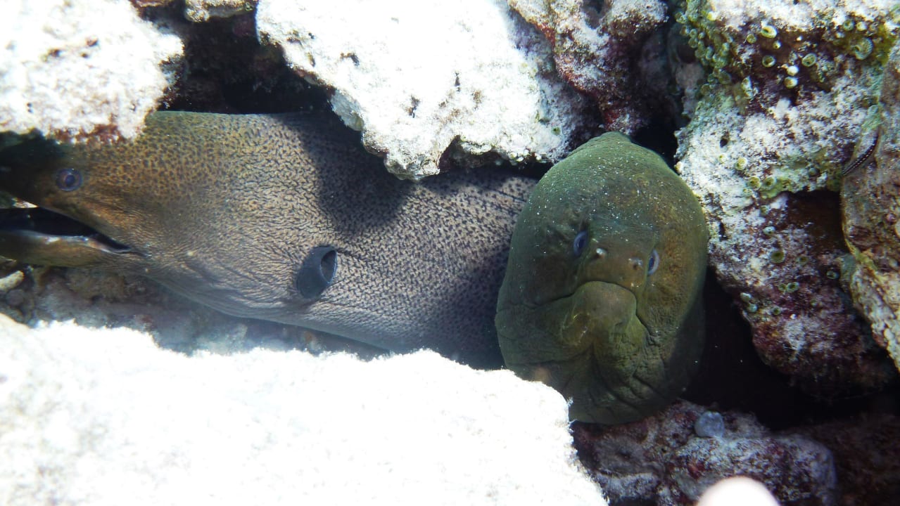 Immer wieder Muränen NH Collection Maldives Reethi Resort