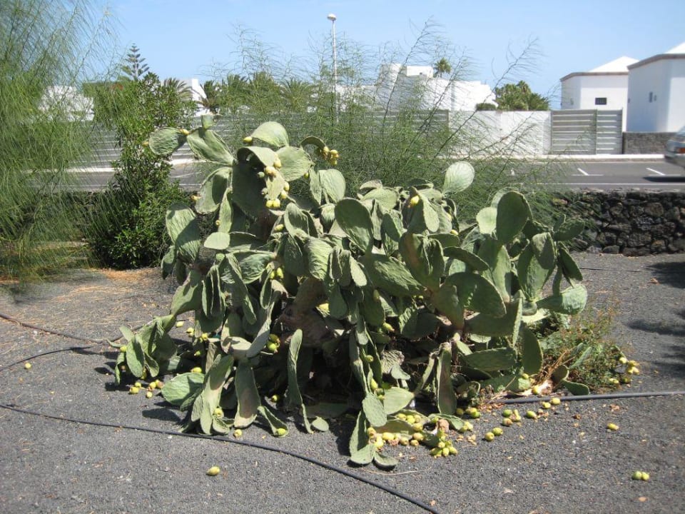 Vergammelter Kaktus Hotel Hyde Park Lane