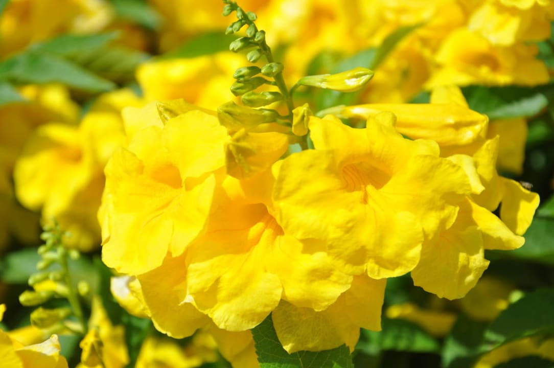 Зелень в отели Safir Sharm Waterfalls Resort