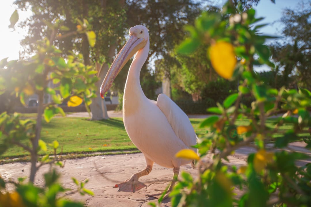 Gartenanlage Sindbad Club