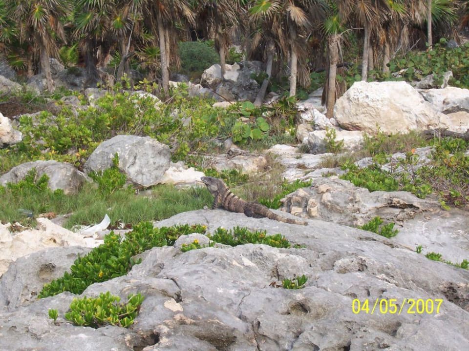 Leguan Akumal Bay Beach & Wellness Resort