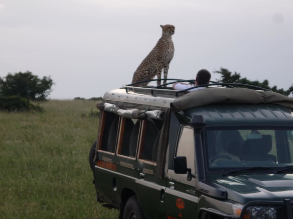 Ein Erlebnis der seltesten Art Aruba-Mara Camp