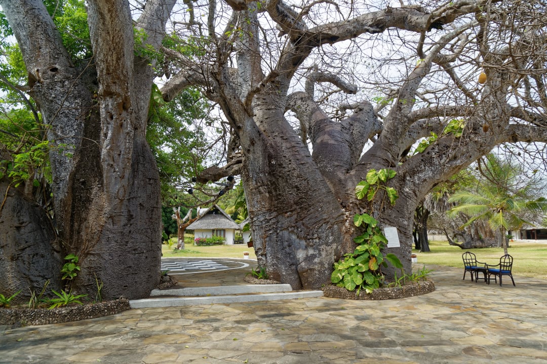 Gartenanlage Hotel Jacaranda Indian Ocean Beach Resort