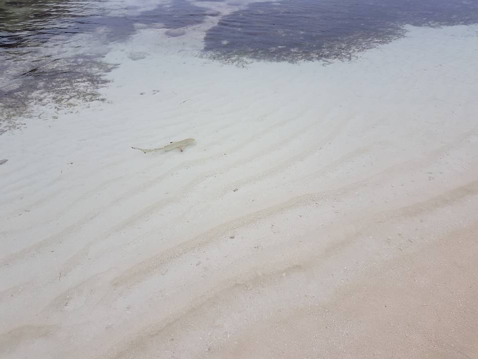 Strand Kuredu Island Resort & Spa