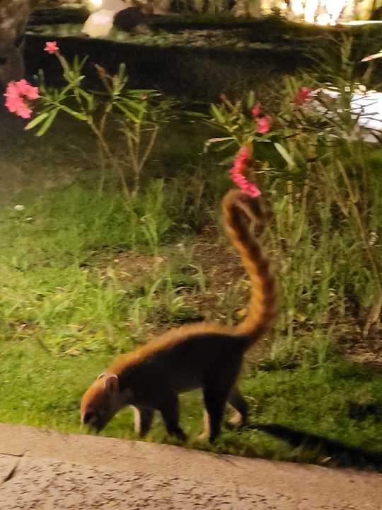 Gartenanlage Viva Azteca by Wyndham - All Inclusive Resort