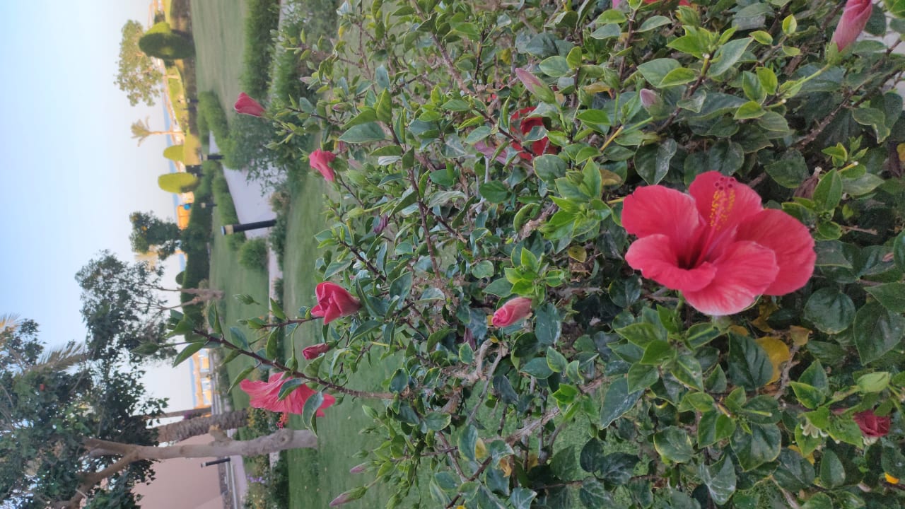 Ausblick Jasmine Palace Resort & Spa