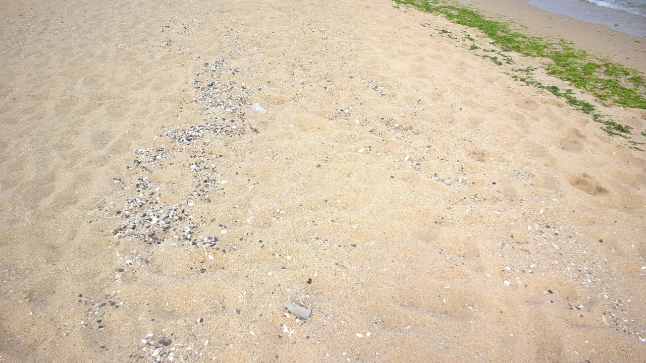 Kompletter Strand mit feinen Muschelresten durchsä GRIFID Encanto Beach