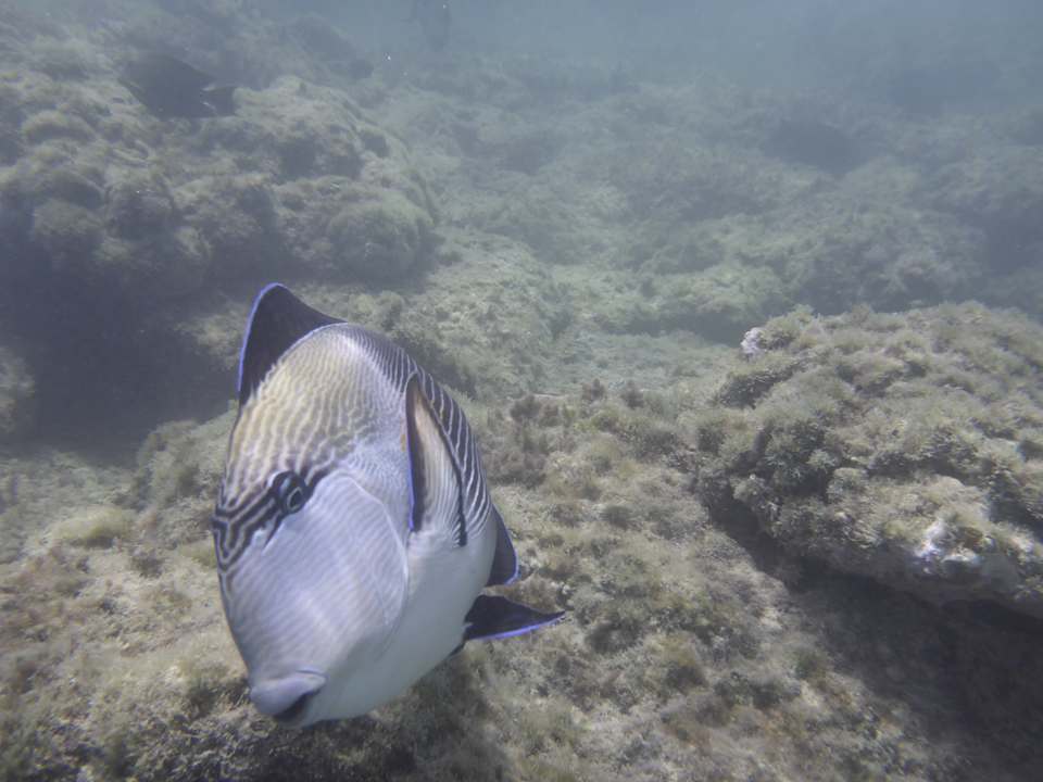 Strand Sentido Reef Oasis Suakin