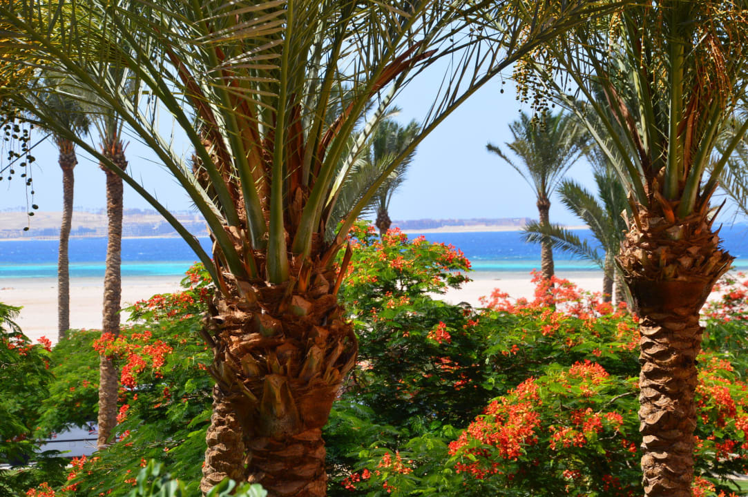 Aussicht aus unserem Zimmer Grand Makadi